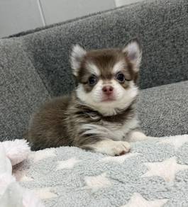 CHIHUAHUA PUPPIES VIP49🌷Head Apple  Fluffy Boy