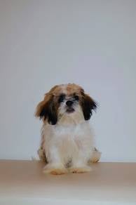 J0734 Shih Tzu heart, precious puppy