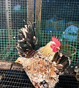 japanese bantam chicken