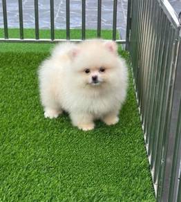 POMERANIAN PUPPIES A259 🌻 Sort of shine Boy