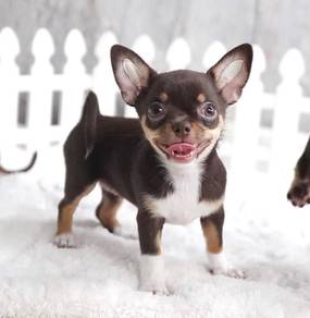 CHIHUAHUA PUPPIES 323 🌷Head Apple Cute Dog