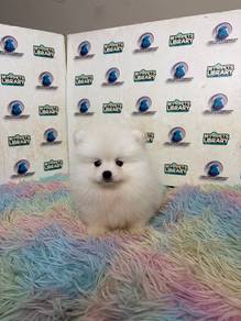 Pomeranian puppy