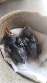 Anak burung Munai Kampung