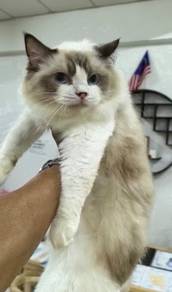 Ragdoll Quality Female Import kitten