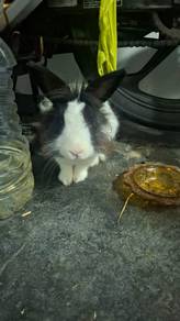 arnab rex comel