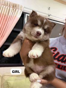 Wolly Husky Puppy - Female 03