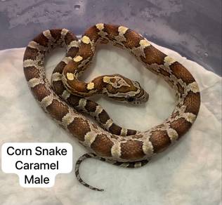 Corn Snake Caramel Untuk Dijual !!