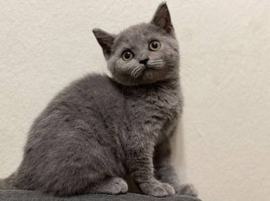 British short hair blue available