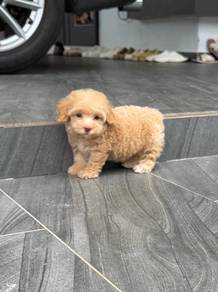 Pure toy poodle puppy