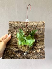 Platycerium Wandae Dwarf