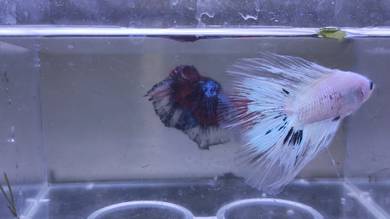 Double tail Betta Fish Ikan Laga
