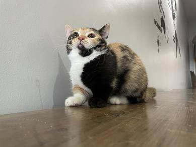 Munchkin Supershort (Female)