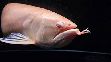 30" Albino Red Eye Silver Arowana Fish ikan