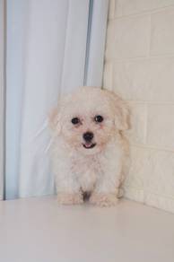 J0476 Bichon Soft Puff Puppy