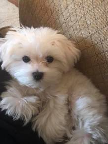 N9338 Wiggly Maltese Snow White Baby Face Puppy Pu