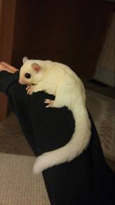 Sugar Glider Putih