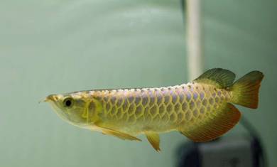 Malaysia golden blue base 8 inch -wholesale
