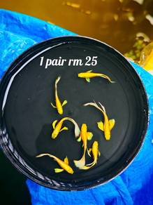 ikan guppy 