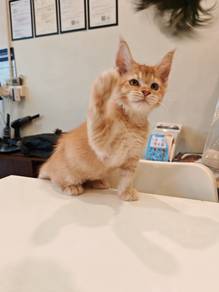 Maine coon kitten offer price