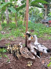 crested 🦆 duckling , anak itik jambul