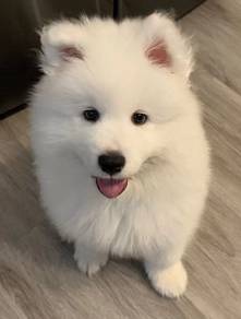 G338 Darling Samoyed Adorble Little Snow White Pup