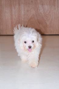 J0665 Maltipoo Lovely White Colour Little Puppy