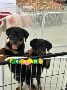 Rottweiler (F)