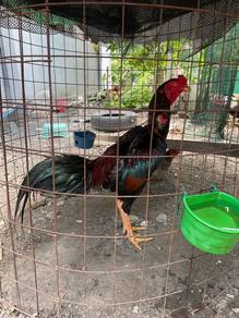 Ayam Sabung