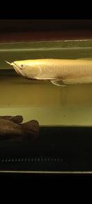 silver albino arrowana 