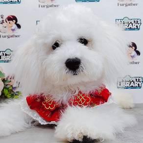 Maltipoo Tiny Toy