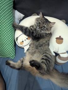 Anak kucing untuk dilepaskan