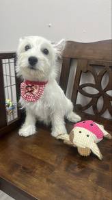 Female Westie West Highland Terrier Puppy F4