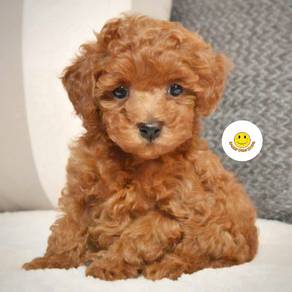RE19 Tiny Toy Poodle brown haired 2 months