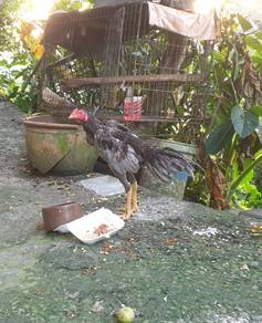 ayam 