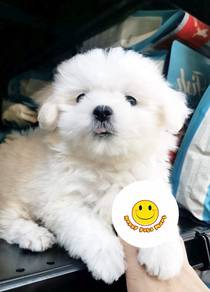 HHH-39 Tiny Maltese #MKA reg pure breed