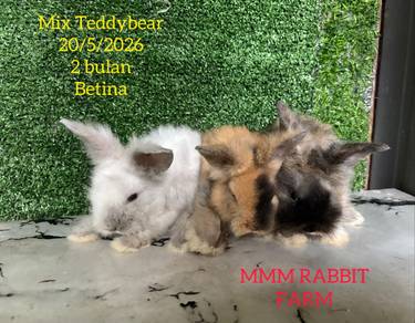 Mix Teddybear