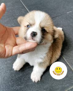SGG_B1111 Welsh Corgi little sunshine puppies