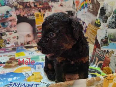 Toy poodle