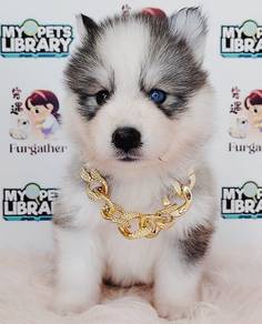 Siberian Alaskan Wooly Husky