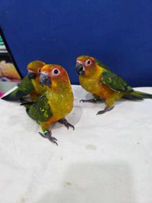 Burung matahari