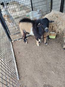 pygmy goat male