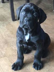 QWE666 #MKA Cane Corso puppies