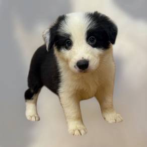 Border collie pure male