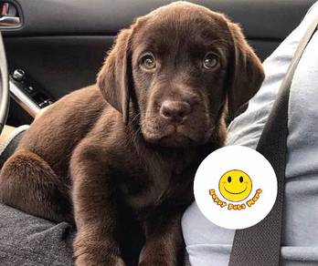 GGTT-1009 Labrador dark brown haired puppies dogs
