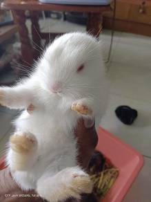 Cute Rabbit for Sale 🐰