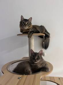 Kiko & Yuki Cat Adoption