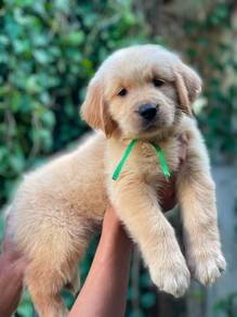 Golden puppy... 