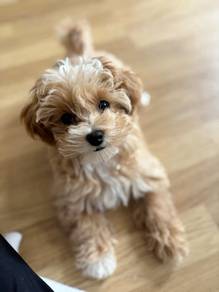 Yippy Maltipoo Big Eyes Teddy Face Baby Dog