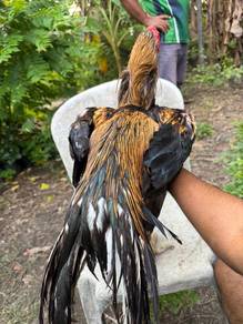 ayam Aseel parrotbeak