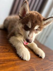 Husky 1